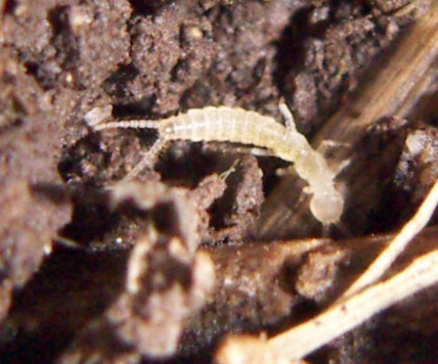 f_Campodea1m_4f46897.jpg