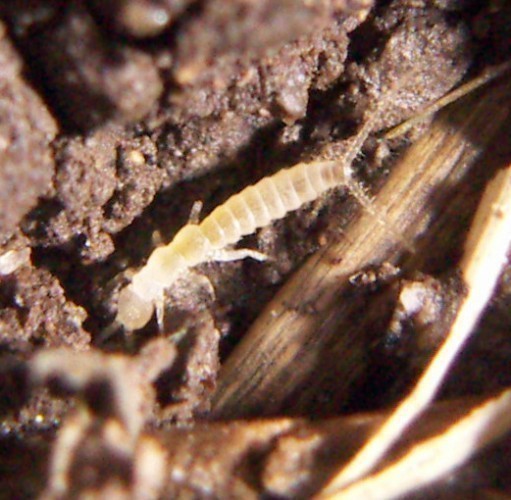 f_Campodea2m_24eb767.jpg