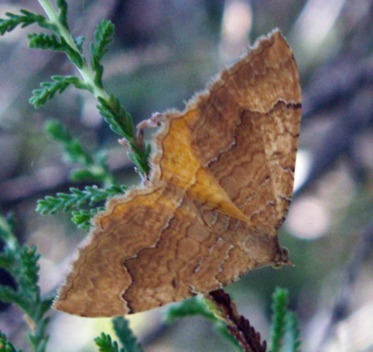 f_Camptogrammm_93c735a.jpg