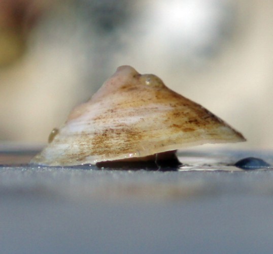f_capulus1m_34885f3.jpg