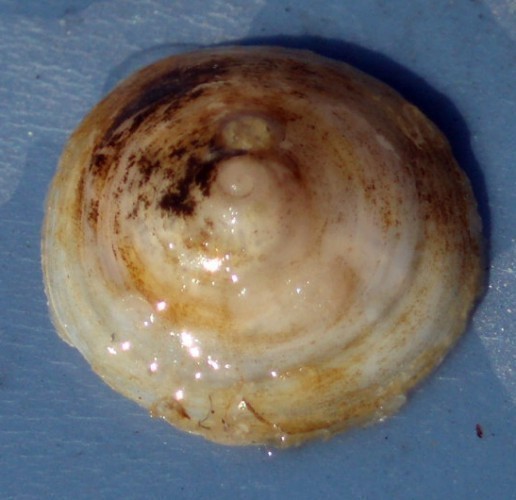 f_capulus2m_bb9ea90.jpg