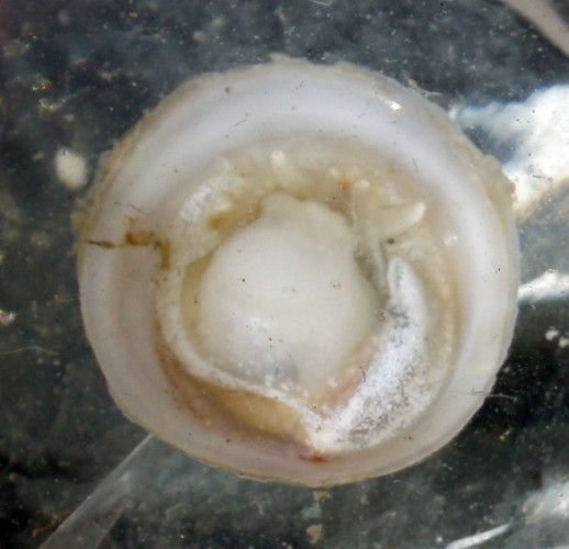 f_capulus4m_86a5364.jpg