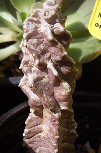 f_Carallumabum_bc73f89.jpg