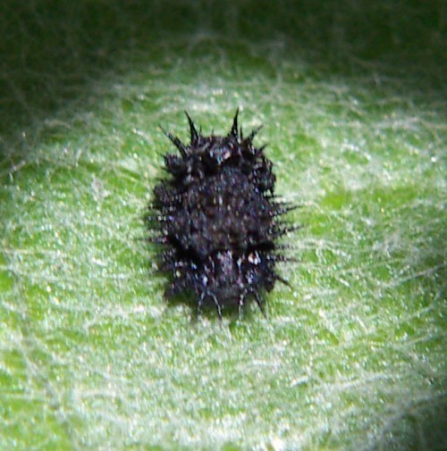 f_Cassidarubim_09057e3.jpg