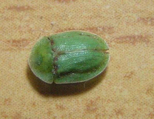 f_Cassidavirim_dde3f23.jpg