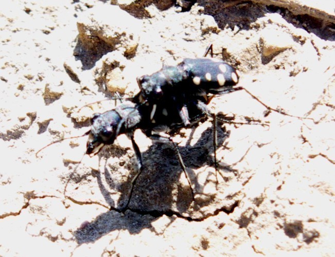 f_Cephalotamam_961810b.jpg