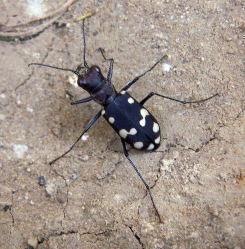 f_Cephalotamam_eda6f7d.jpg