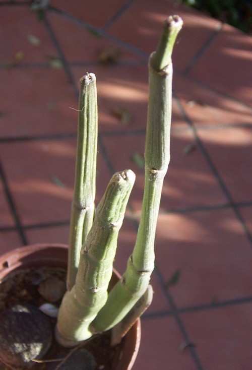 f_Ceropegiafum_7fa0467.jpg