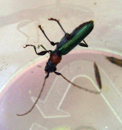 f_Certallumebm_14e5666.jpg
