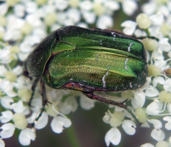 f_Cetoniaauram_9b1a533.jpg