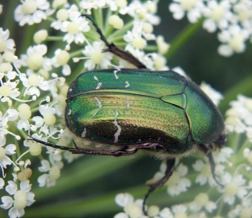 f_Cetoniacartm_bf92c62.jpg