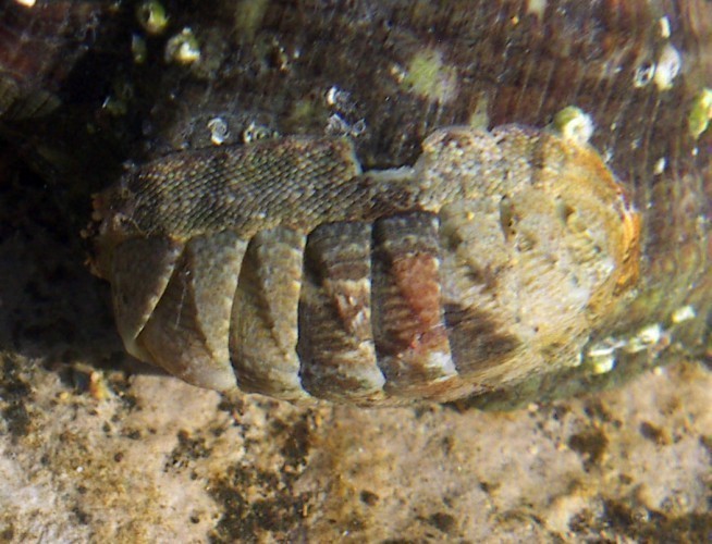 f_Chitoncanarm_6a50589.jpg