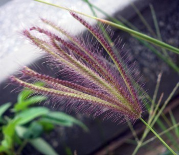 f_Chlorisbarbm_d251cd5.jpg