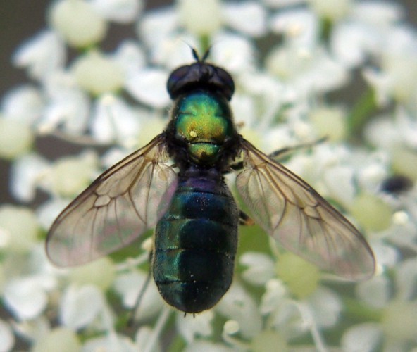 f_Chloromyiafm_a6cab60.jpg