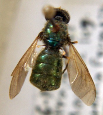 f_Chloromyii_f7b4m_43ed3d0.jpg