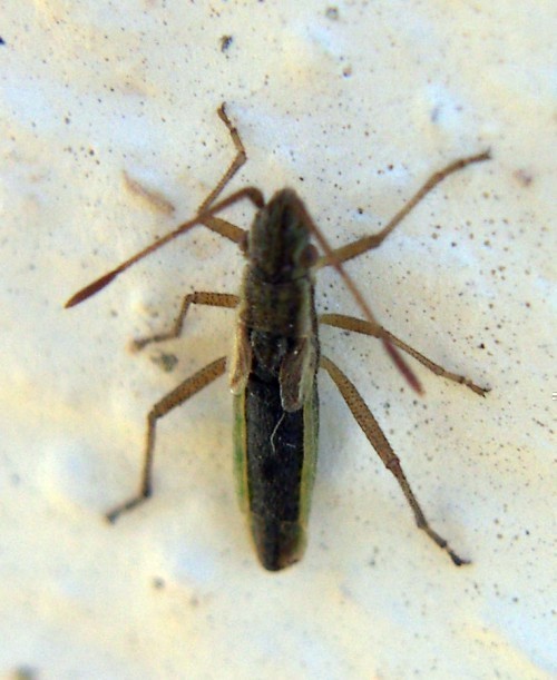f_Chorosomanim_3da3149.jpg