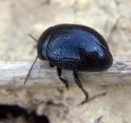 f_Chrysolinahm_46ae222.jpg
