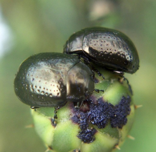 f_Chrysolinalm_61998b6.jpg