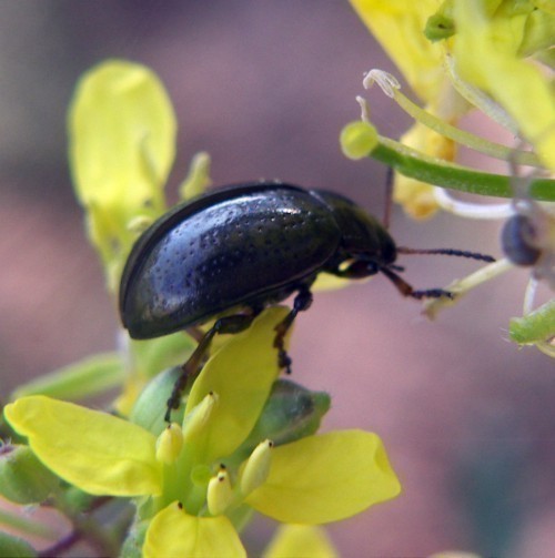 f_Chrysolinalm_b8f06a1.jpg