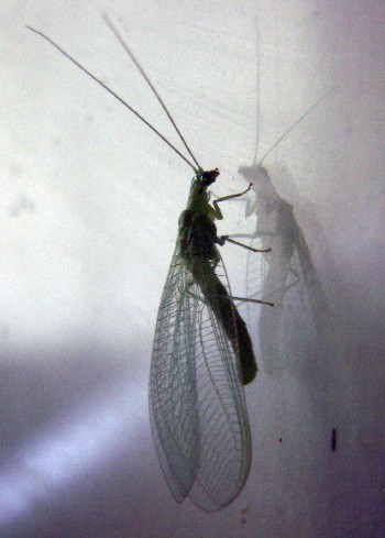 f_Chrysopasi_f7b4m_17042bb.jpg