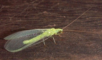 f_Chrysopasi_f7b4m_7c4974f.jpg