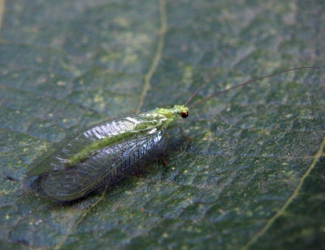 f_Chrysoperlam_5d8e25a.jpg