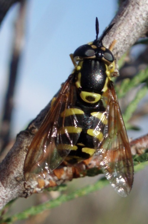 f_Chrysotoxumm_2d30650.jpg