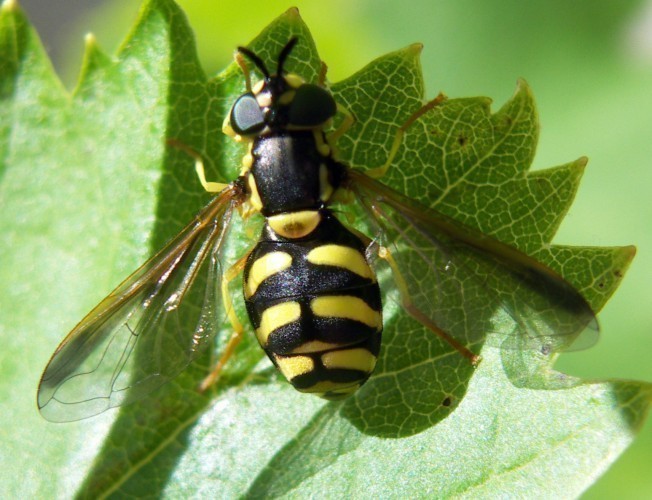 f_Chrysotoxumm_54924b4.jpg