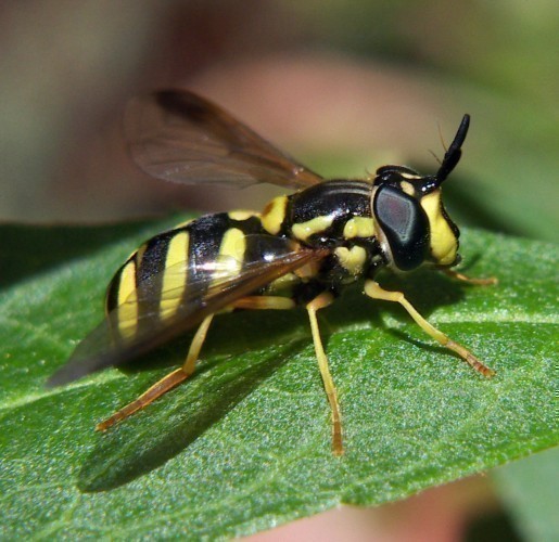 f_Chrysotoxumm_9b3a83d.jpg