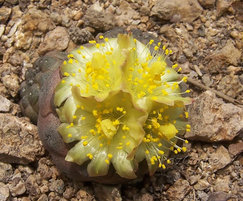 F_CHypogaea_flor.jpg