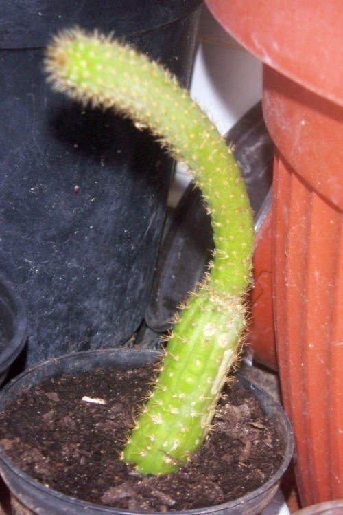 f_Cleistocactm_8d30f92.jpg