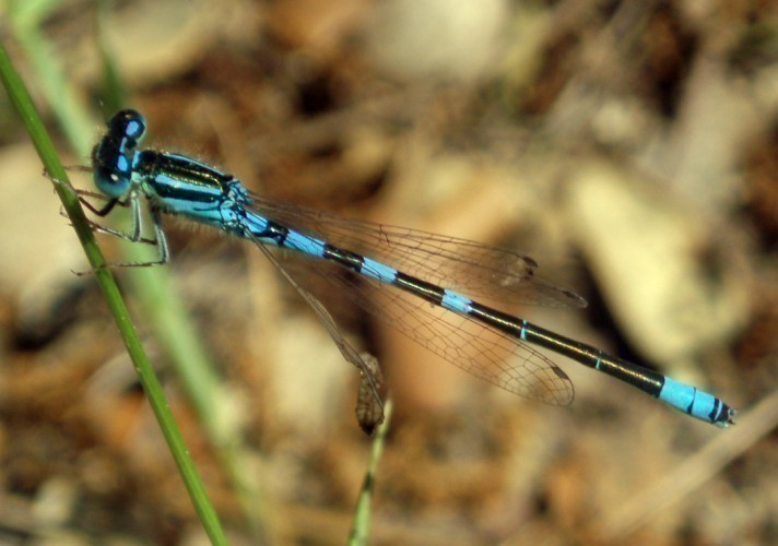 f_Coenagrionpm_66d3860.jpg