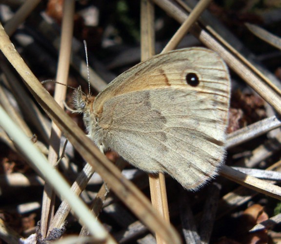 f_Coenonympham_08513a7.jpg