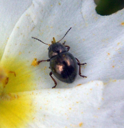 f_Colaspideagm_03cfee4.jpg