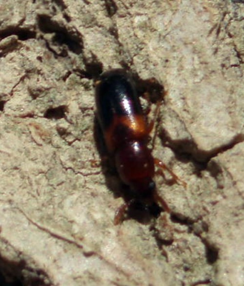 f_Corticeusbim_212199f.jpg