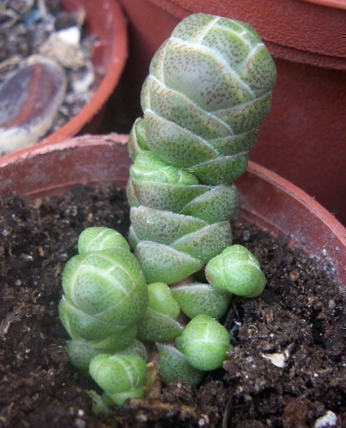 f_Crassulaterm_d601306.jpg