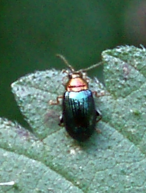 f_Crepidoderam_ca5744b.jpg
