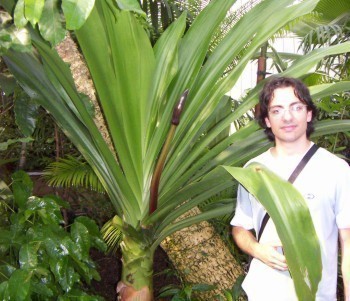 f_Crinumasiatm_b309e6a.jpg