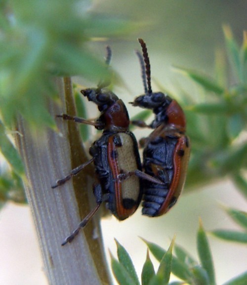 f_Criocerispam_a2106e2.jpg