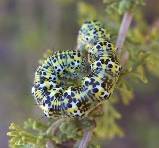 f_Cuculliaartm_359a877.jpg