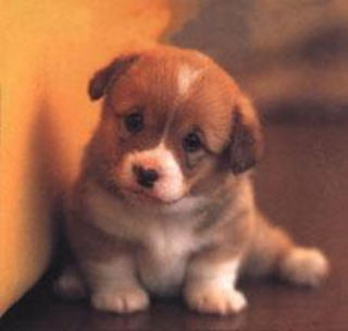 f_cutepuppym_1069e43.png