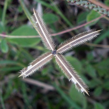 f_Dactyloctenm_c548145.jpg