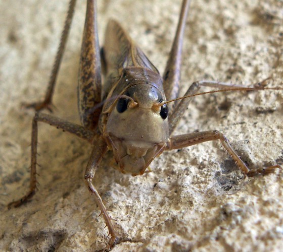 f_Decticusalbm_642c964.jpg