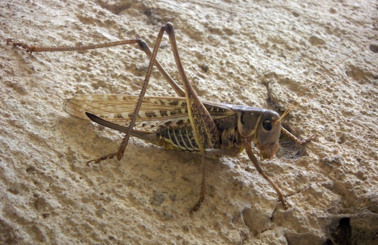 f_Decticusalbm_b264d25.jpg