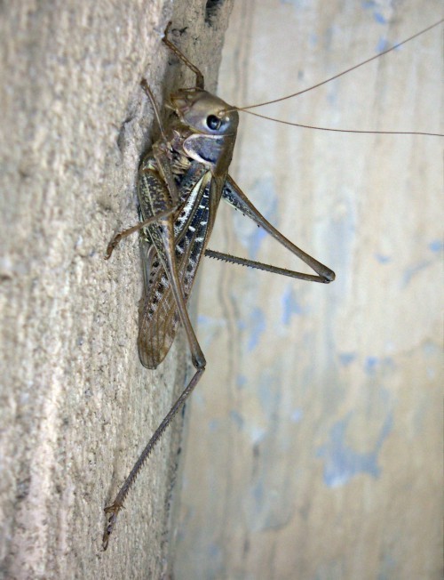 f_Decticusalbm_ecf46d7.jpg