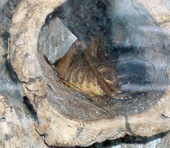 f_Deinacridafm_249c688.jpg