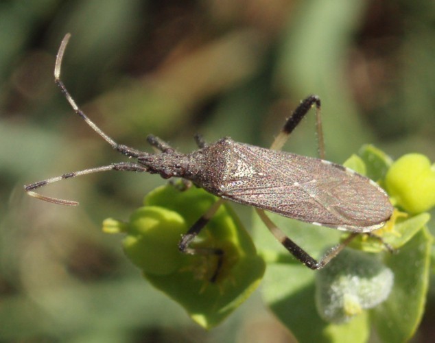 f_Dicranocephm_372dde2.jpg