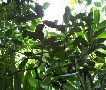 f_Diospyrosebm_9520717.jpg