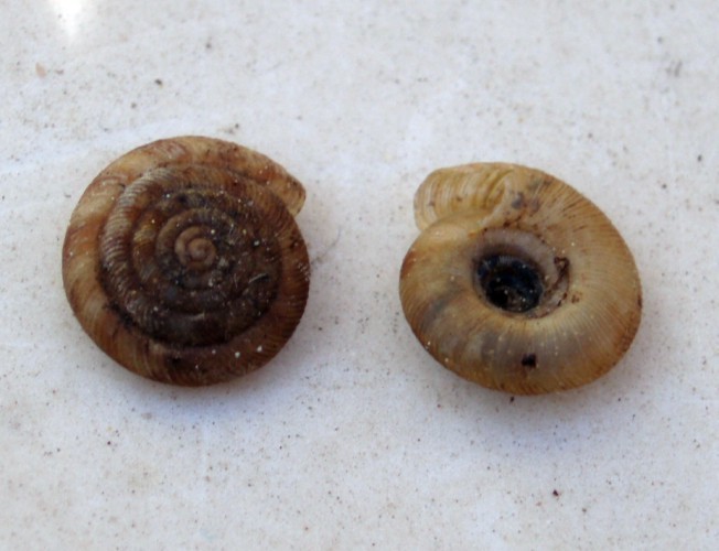 f_Discusrotunm_dc11143.jpg