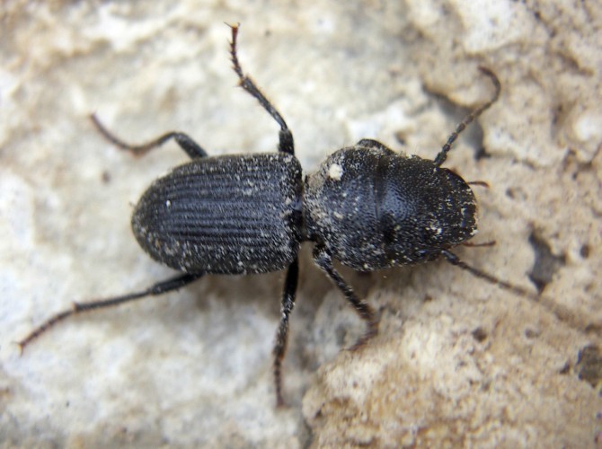 f_Ditomuscapim_9f7121e.jpg